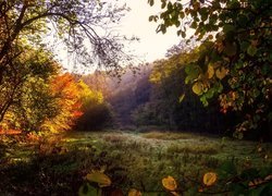 Rozświetlona słońcem polana