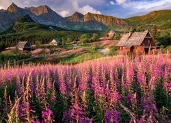 Góry, Tatry, Domy, Kwiaty, Tatrzański Park Narodowy, Polska