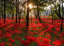 Rozświetlona słonecznym blaskiem czerwona lilia pajęcza pod drzewami
