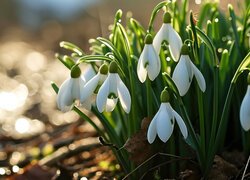 Rozświetlona światłem kępka przebiśniegów