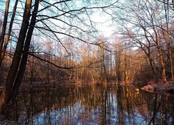 Rozświetlone bezlistne drzewa nad stawem