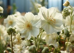Rozświetlone białe kwiaty i pąki