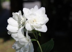 Rozświetlone białe kwiaty