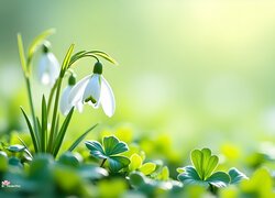 Rozświetlone białe przebiśniegi i liście