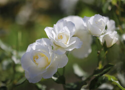 Rozświetlone białe róże