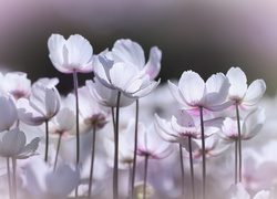 Rozświetlone białe zawilce wielkokwiatowe