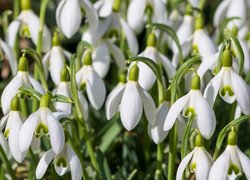 Rozświetlone blaskiem słońca białe przebiśniegi