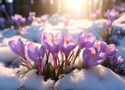 Rozświetlone blaskiem słońca fioletowe krokusy w śniegu