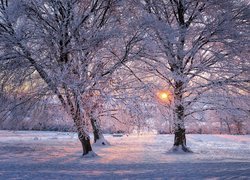 Rozświetlone blaskiem zachodzącego słońca drzewa w zimowym parku