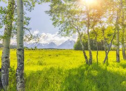 Rozświetlone brzozy i łąka na tle gór Teton Range