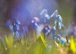 Cebulice syberyjskie, Trawa, Niebieskie, Kwiaty, Zbliżenie