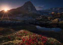 Góry, Promienie słońca, Kwiaty, Lofoty, Norwegia