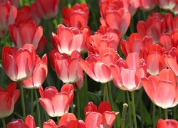 Zbliżenie, Kwiaty, Tulipany