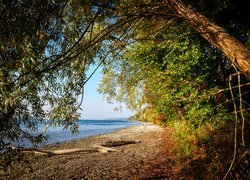 Rozświetlone drzewa i konar na brzegu jeziora