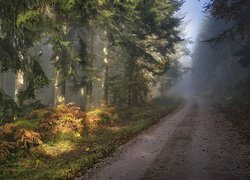 Rozświetlone drzewa i paprocie przy drodze w zamglonym lesie