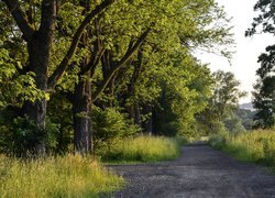 Rozświetlone drzewa i trawa na rozstaju polnej drogi