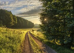 Rozświetlone drzewa i trawa przy polnej ścieżce