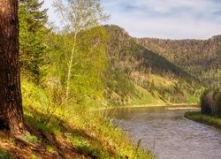 Rozświetlone drzewa na zboczu wzgórza nad rzeką