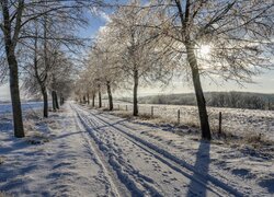 Rozświetlone drzewa przy zaśnieżonej drodze przez pola