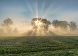 Pola, Drzewa, Mgła, Wschód słońca, Przebijające światło