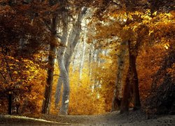Jesień, Las, Pożółkłe, Drzewa, Ścieżka