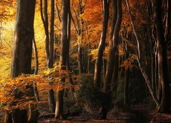 Rozświetlone, Drzewa, Las, Pożółkłe, Liście, Jesień