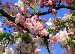 Rozświetlone drzewo kwitnącej jabłoni na tle nieba
