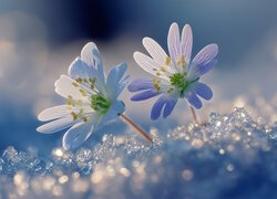 Rozświetlone dwa kwiaty w śniegu