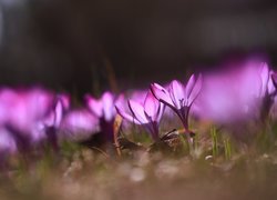 Rozświetlone fioletowe krokusy w rozmyciu