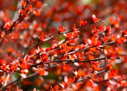 Rozświetlone gałązki z czerwonymi liśćmi