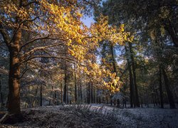 Rozświetlone gałęzie drzew w zimowy poranek