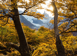 Rozświetlone jesienne drzewa i góra Fitz Roy w oddali