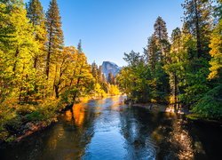 Rozświetlone jesienne drzewa nad rzeką Merced River