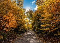 Park, Drzewa, Ścieżka, Liście, Niebo, Słońce, Jesień