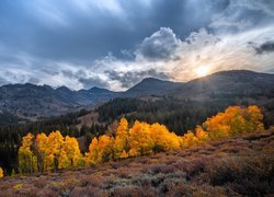 Jesień, Góry, Drzewa, Słońce, Rośliny, Stany Zjednoczone, Kalifornia, Eastern Sierra, Sonora Pass