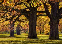 Park, Jesień, Pożółkłe, Drzewa