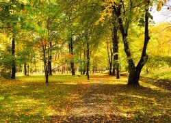 Jesień, Park, Drzewa, Mostek, Słoneczny, Blask