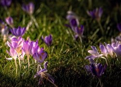 Rozświetlone kępki fioletowych krokusów