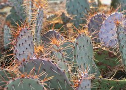 Rozświetlone kolce na kaktusach