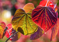 Rozświetlone kolorowe jesienne liście