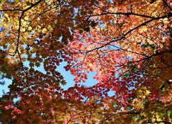 Rozświetlone kolorowe liście klonu na tle błękitnego nieba