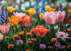 Tulipany, Kolorowe, Kwiaty, Łąka, Grafika