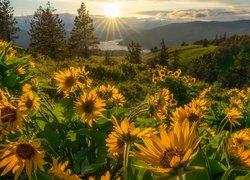 Rezerwat przyrody, Columbia River Gorge, Góry Kaskadowe, Rzeka Kolumbia, Żółte, Kwiaty, Balsamorhiza, Promienie słońca, Łąka, Stan Waszyngton, Stany Zjednoczone