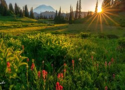 Rozświetlone kwiaty na łące i góra Mount Rainier w oddali