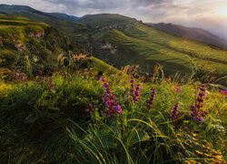 Rosja, Dagestan, Góry, Kaukaz Północny, Tarasy, Polana, Kwiaty, Zachód Słońca