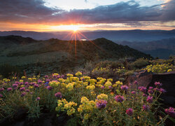 Rozświetlone kwiaty na tle wschodu słońca nad górami