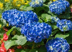 Rozświetlone kwiaty niebieskiej hortensji