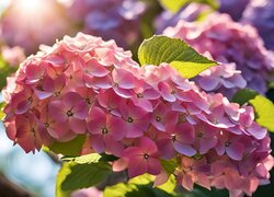 Rozświetlone kwiaty różowej hortensji