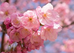Rozświetlone kwiaty różowej wiśni