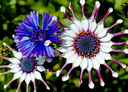 Kwiaty, Osteospermum, Stokrotka afrykańska, Chaber